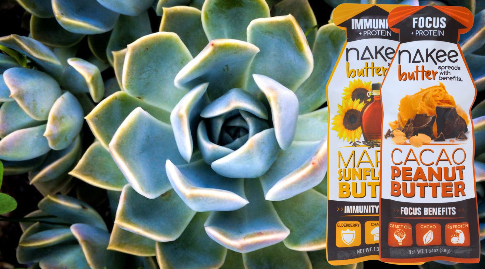 Ingredient Blog: Agave Sugar